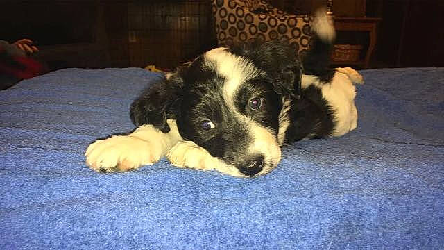 Mango joined the competition — help win amazing prizes! australian_shepherd, border_collie, canidae, carnivore, companion_dog, dog, dog_breed, mammal, miniature_australian_shepherd, puppy, rare_breed_dog, spaniel, sporting_group, stabyhoun, tornjak, vertebrate, welsh_sheepdog