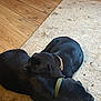 dog, black_dog, two_dogs, collar, sleeping, resting, indoor, rug, carpet, wooden_floor, cozy, pet, animal, companion, cute, fur, domestic_animal, relaxation, floor, home