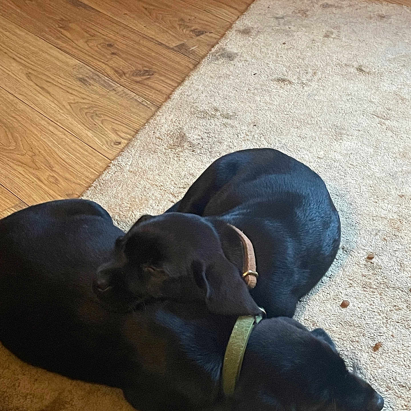 Lola is registered to the contest to win money with this photo: animal, black_dog, carpet, collar, companion, cozy, cute, dog, domestic_animal, floor, fur, home, indoor, pet, relaxation, resting, rug, sleeping, two_dogs, wooden_floor