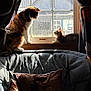 Callie joined the competition — help win amazing prizes! cat, kitten, window, curtains, sunlight, sofa, pillow, indoor, furniture, pet, animal, fur, resting, looking, daylight, home, cozy, shadows, domestic, quiet