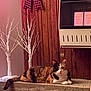 Callie is registered to the contest to win money with this photo: cat, calico_cat, feline, indoor, wood_paneling, heater, decorative_tree, led_lights, resting, cozy, pet, fur, animal, warm_lighting, home_interior, texture, stone_ledge, relaxed, domestic_cat, quiet