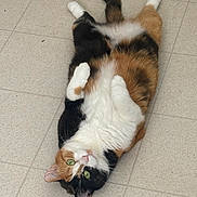 Callie joined the competition — help win amazing prizes! cat, calico, pet, animal, feline, lying_down, floor, tile_floor, green_eyes, cute, fluffy, domestic_cat, relaxed, playful, whiskers, paws, fur, indoor, looking_up, adorable