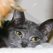 Princess joined the competition — help win amazing prizes! cat, gray_cat, yellow_eyes, close_up, resting, feline, pet, soft_surface, indoor, whiskers, ears, fur, sleepy, cute, animal, portrait, domestic_cat, relaxed, face, fuzz