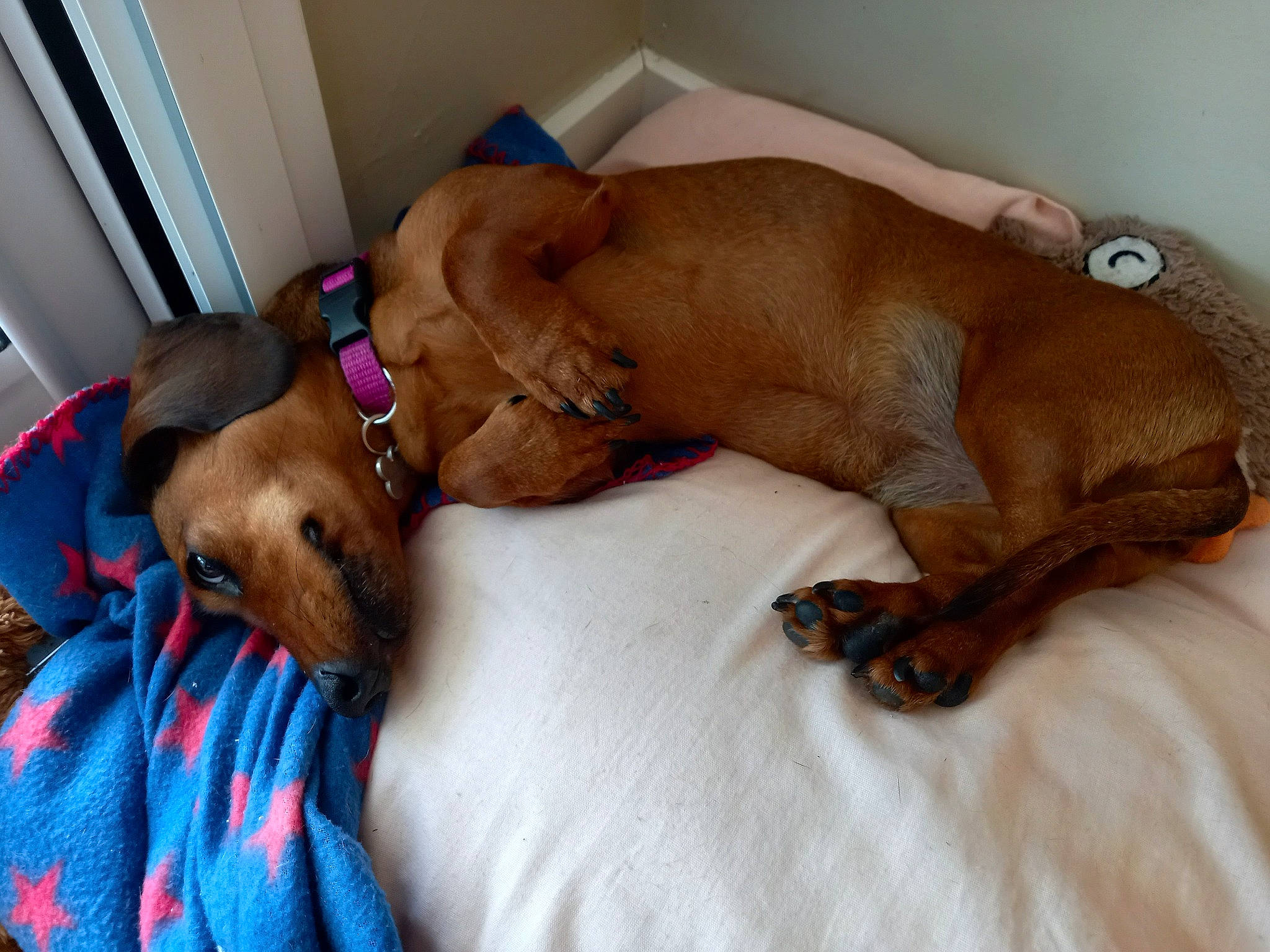 Heidi a rejoint le concours — aidez-le/la à gagner de superbes lots ! bedding, bedtime, canidae, carnivore, comfort, companion_dog, dog, dog_breed, dog_supply, fawn, fur, linens, liver, nap, pet_supply, sleep, snout, sporting_group, tail, working_animal