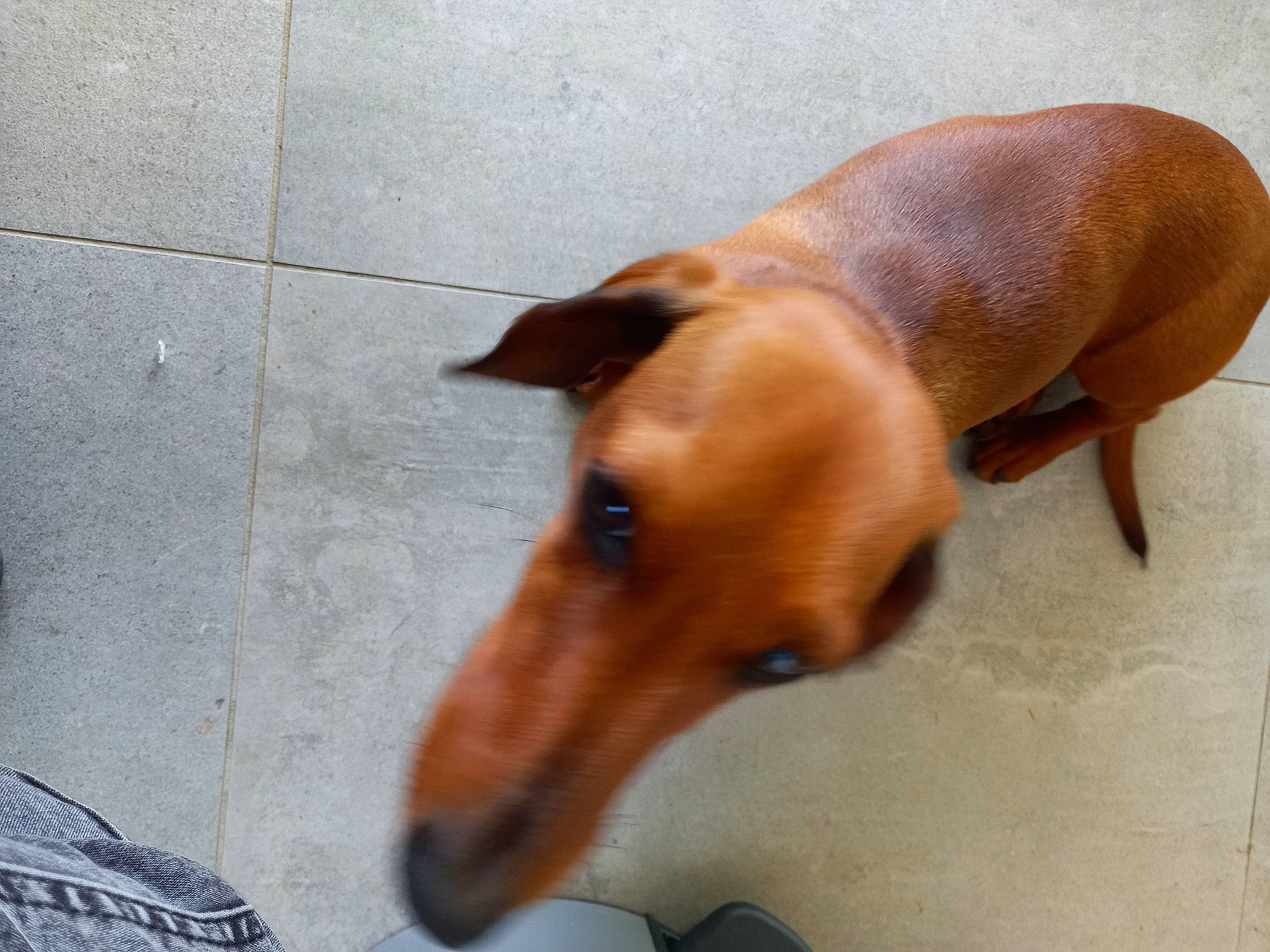 Heidi a rejoint le concours — aidez-le/la à gagner de superbes lots ! canidae, carnivore, companion_dog, dog, dog_breed, dog_supply, ear, fawn, flooring, hardwood, hound, liver, non_sporting_group, pet_supply, sporting_group, tail, terrestrial_animal, whiskers, wood, working_animal