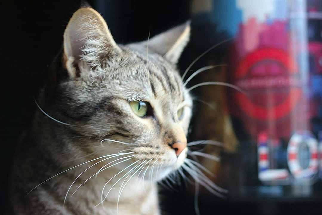 Sushi participe au concours pour gagner de l'argent avec cette photo : carnivore, cat, domestic_short_haired_cat, felidae, fur, iris, plaid, small_to_medium_sized_cats, snout, tartan, terrestrial_animal, whiskers, wildlife, window