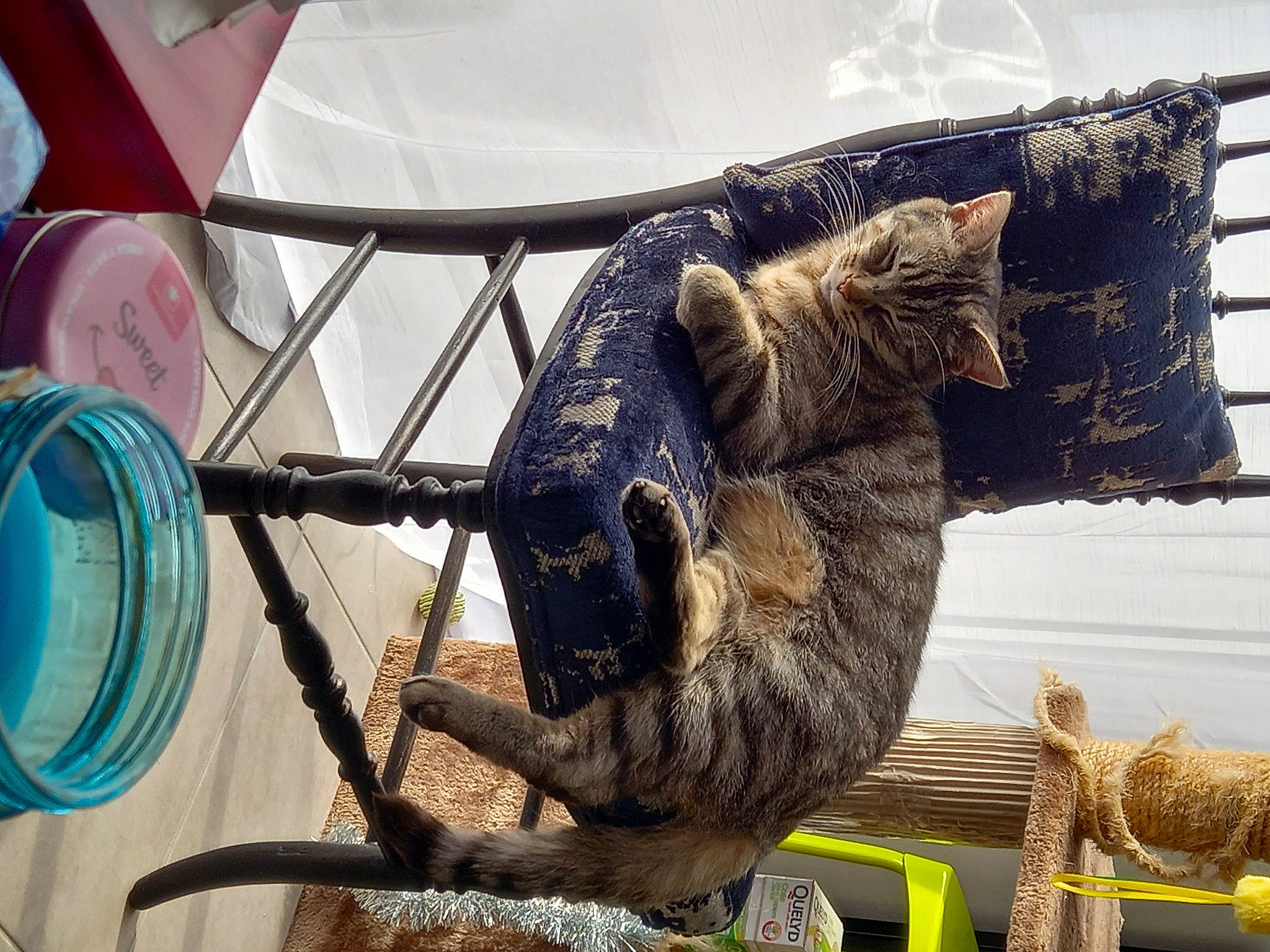 Sushi a rejoint le concours — aidez-le/la à gagner de superbes lots ! art, automotive_wheel_system, claw, domestic_short_haired_cat, fur, horn, metal, natural_material, sculpture, snout, tail, terrestrial_animal, tree, trunk, wildlife, winter, wood, working_animal