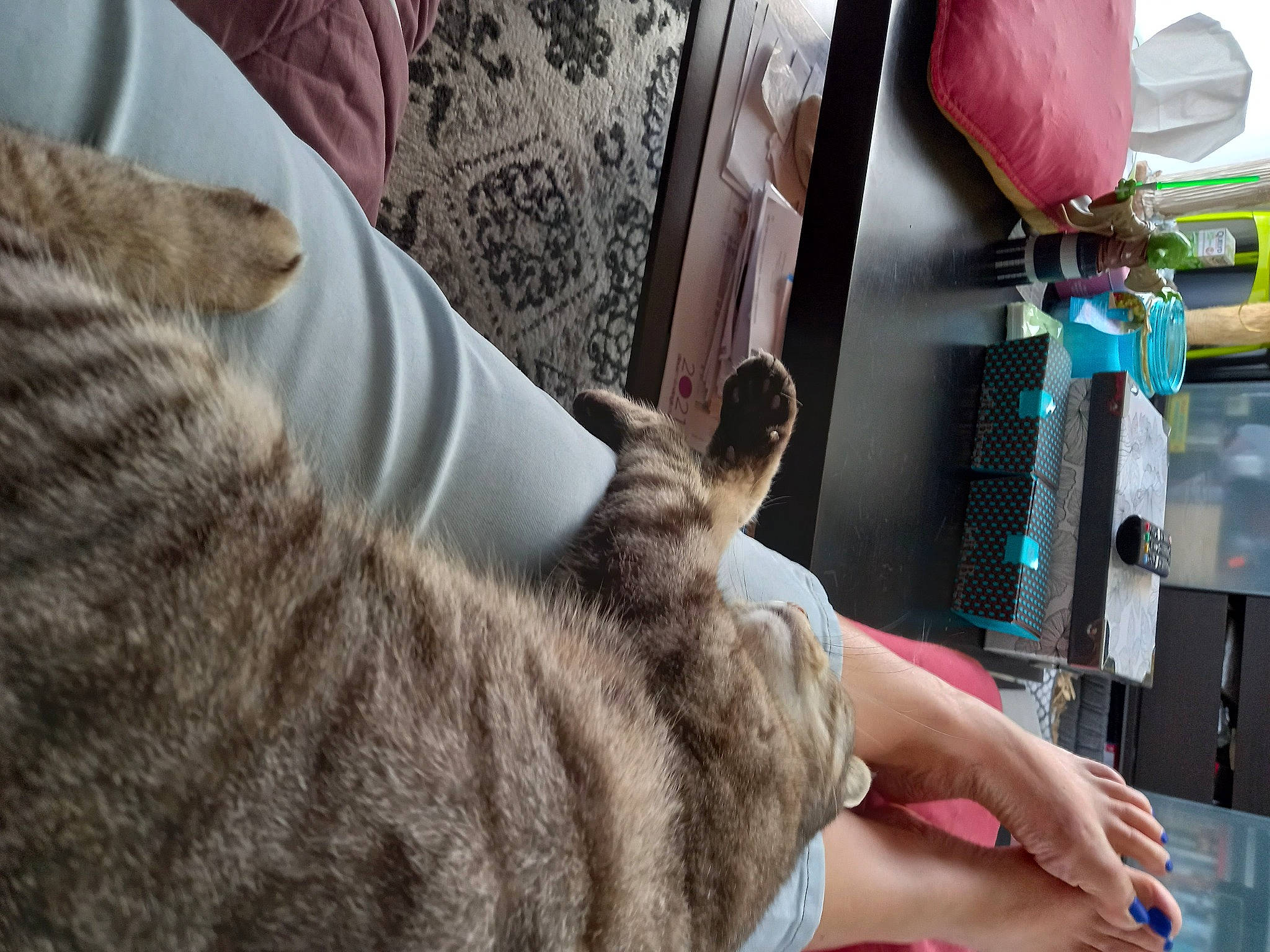 Sushi a rejoint le concours — aidez-le/la à gagner de superbes lots ! carnivore, cat, chest, comfort, domestic_short_haired_cat, fawn, felidae, fur, gesture, human_leg, jaw, nail, paw, room, small_to_medium_sized_cats, snout, tail, terrestrial_animal, whiskers, wrist