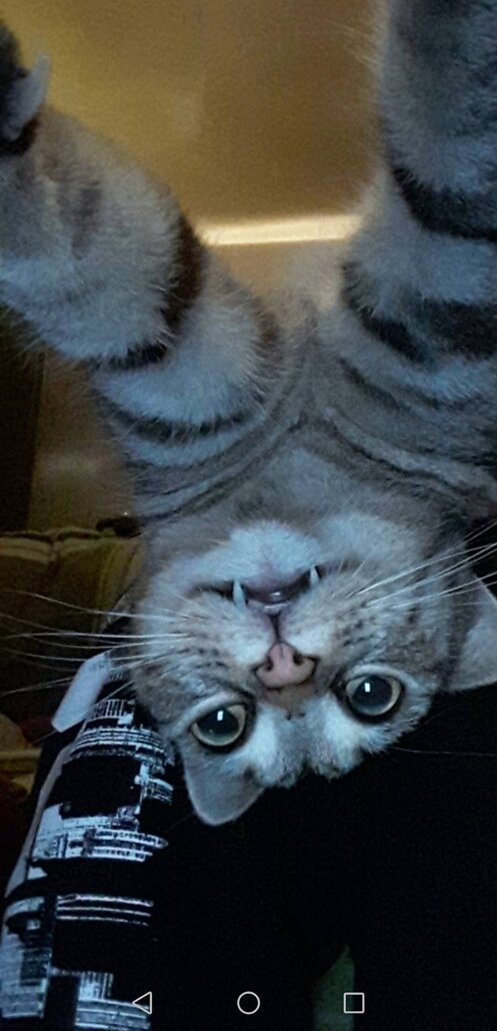 Sushi a rejoint le concours — aidez-le/la à gagner de superbes lots ! carnivore, cat, claw, comfort, domestic_short_haired_cat, eye, felidae, fur, grey, head, jaw, mammal, paw, plant, small_to_medium_sized_cats, snout, tail, terrestrial_animal, vertebrate, whiskers