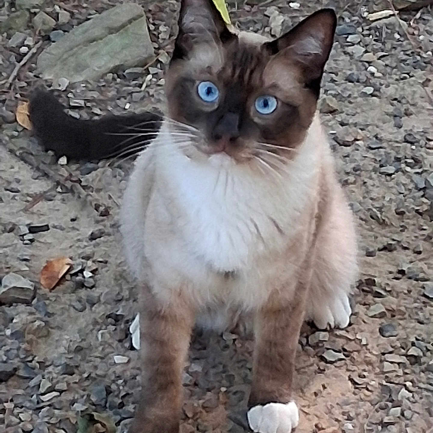Tucker Allen is registered to the contest to win money with this photo: alert, animal, animal_portrait, blue_eyes, cat, closeup, cute, domestic_animal, feline, fur, gravel, ground, mammal, nature, outdoor, paws, pet, siamese_cat, whiskers, wildlife