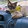 cat, dashboard, car, yellow_harness, road, trees, window, vent, relaxed, pet, animal, travel, inside_car, fur, whiskers, seatbelt, sunlight, vehicle, interior, resting