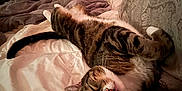 Augie is registered to the contest to win money with this photo: cat, tabby_cat, sleeping, bed, blanket, pillow, couch, cozy, whiskers, paw, fur, indoor, pet, nap, close_up, domestic_animal, furniture, soft_lighting, striped, relaxed