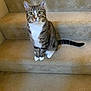 Augie joined the competition — help win amazing prizes! cat, tabby, domestic_cat, pet, stairs, carpet, sitting, white_paws, green_eyes, portrait, indoors, feline, looking_at_camera, whiskers, paws, tail, curious, home_interior, calm, closeup