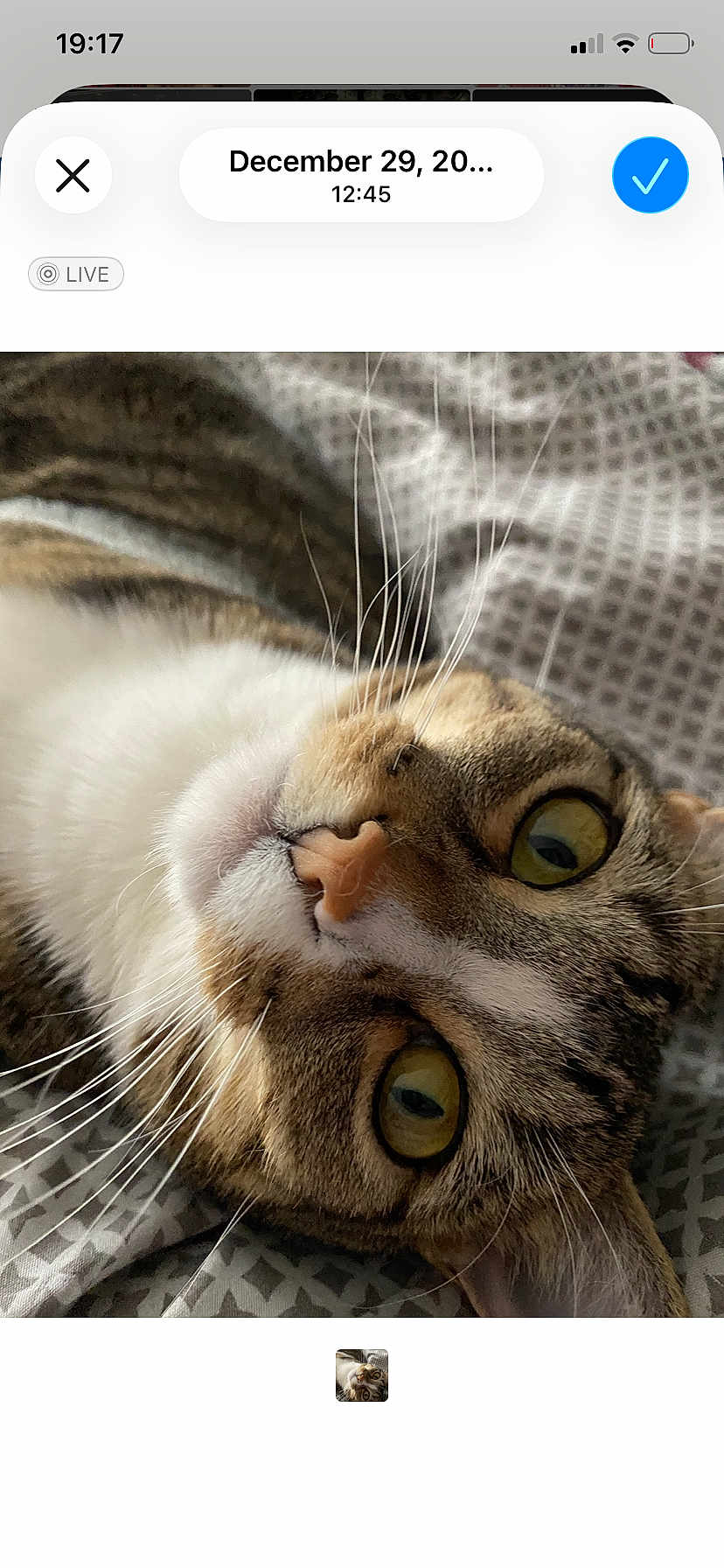 Augie joined the competition — help win amazing prizes! cat, close_up, tabby_cat, green_eyes, whiskers, nose, fur, bed, blanket, patterned_bedspread, pet, portrait, indoor, cozy, relaxed, curious, face, screenshot_ui, smartphone_screenshot, animal