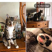 Augie is registered to the contest to win money with this photo: cat, tabby, paw, close_up, dresser, furniture, mirror, jar, glass, drink, photo_frame, collage, facebook_ui, screenshot, memories, indoor, pet, portrait, wooden_surface, cute