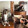 cat, tabby, paw, close_up, dresser, furniture, mirror, jar, glass, drink, photo_frame, collage, facebook_ui, screenshot, memories, indoor, pet, portrait, wooden_surface, cute