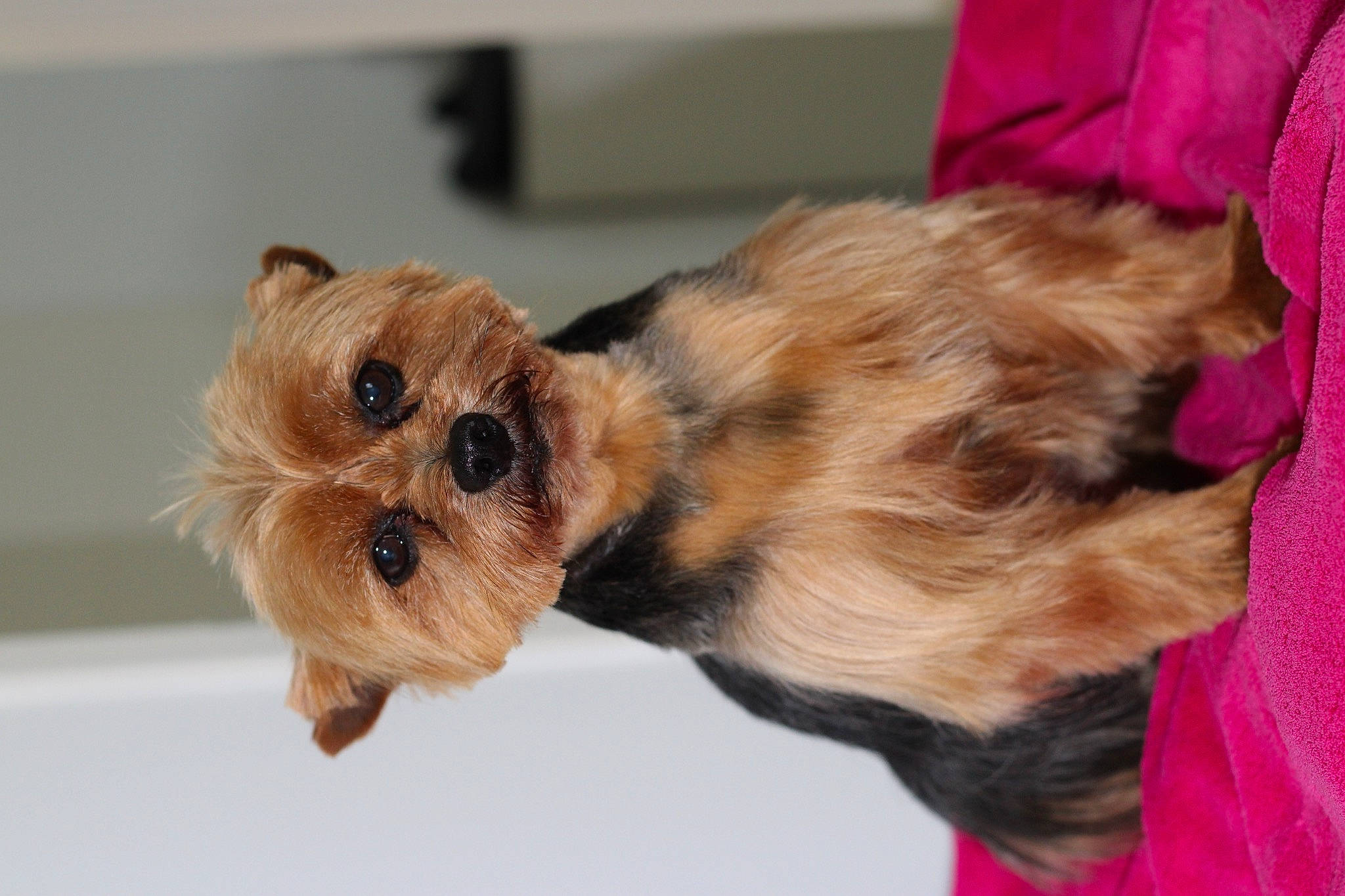 Iron participe au concours pour gagner de l'argent avec cette photo : canidae, carnivore, companion_dog, dog, dog_breed, dog_clothes, dog_supply, fawn, fur, liver, paw, small_terrier, snout, sporting_group, terrier, toy, toy_dog, whiskers, working_animal, yorkshire_terrier