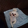 dog, small_dog, white_dog, blanket, blue_blanket, couch, brown_couch, pet, fur, tail, indoor, domestic_animal, companion, cute, animal, looking_up, resting, furniture, cozy, home