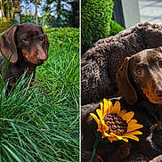 Yris participe au concours pour gagner de l'argent avec cette photo : backyard, bed, big_eyes, brown_dog, close_up, cozy, cute, dachshund, dog, fur, grass, nature, outdoor, paws, pet, portrait, puppy, sunflower, toy, whiskers