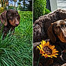 backyard, bed, big_eyes, brown_dog, close_up, cozy, cute, dachshund, dog, fur, grass, nature, outdoor, paws, pet, portrait, puppy, sunflower, toy, whiskers