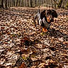 Yris participe au concours pour gagner de l'argent avec cette photo : autumn, bokeh, brown_leaves, closeup, curious_expression, dachshund, dog, forest, harness, leaf_litter, leaves, low_angle, nature, outdoor, pet, portrait, shallow_depth, small_dog, trail, walking