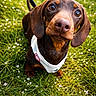 Yris participe au concours pour gagner de l'argent avec cette photo : big_eyes, brown_coat, close_up, curious, cute, dachshund, dog, grass, greenery, harness, leash, outdoors, portrait, puppy, shallow_depth_of_field, short_legs, small_dog, sunlight, wet_nose, wildflowers