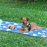 Chanel a rejoint le concours — aidez-le/la à gagner de superbes lots ! dog, grass, blanket, toy, outdoor, pet, animal, greenery, relaxed, sunlight, leash, plush_toy, soccer_ball, nature, summer, fur, canine, resting, backyard, daytime