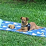 dog, grass, blanket, toy, outdoor, pet, animal, greenery, relaxed, sunlight, leash, plush_toy, soccer_ball, nature, summer, fur, canine, resting, backyard, daytime