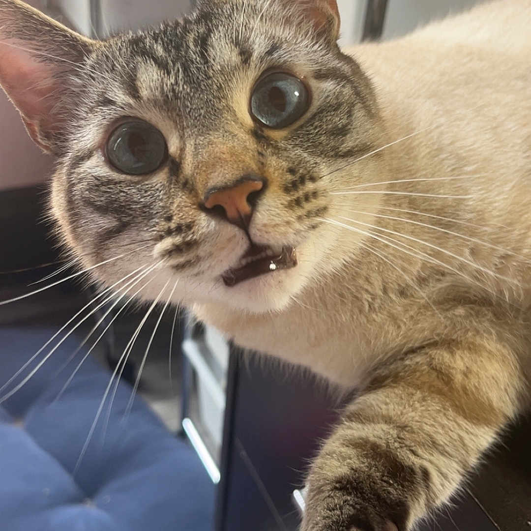 Ash is registered to the contest to win money with this photo: animal, cat, close_up, curious, cushion, cute, domestic, expression, face, focus, fur, furniture, indoor, mammal, paw, pet, soft_light, tabby, whiskers, wide_eyes