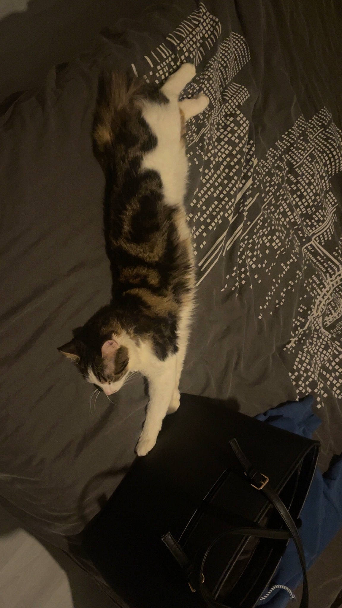 Nala a rejoint le concours — aidez-le/la à gagner de superbes lots ! bag, canidae, carnivore, cat, comfort, darkness, domestic_short_haired_cat, felidae, fur, hardwood, linens, luggage_and_bags, monochrome, paw, room, shadow, small_to_medium_sized_cats, tail, whiskers, wood