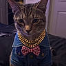 cat, tabby_cat, denim_jacket, bow_tie, gold_chain, indoor, pet, feline, fashion, clothing, portrait, animal, cute, domestic_cat, sitting, accessory, closeup, fur, whiskers, eyes