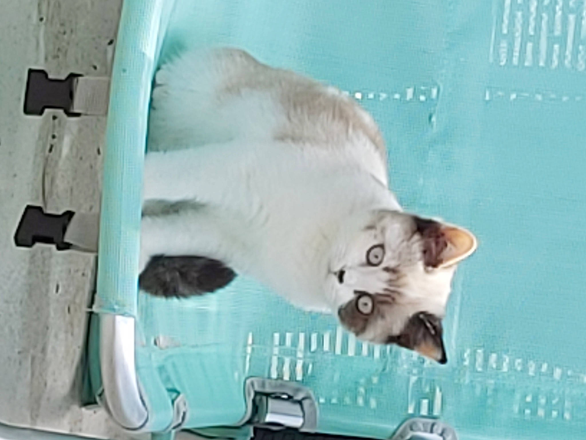 Pearl a rejoint le concours — aidez-le/la à gagner de superbes lots ! art, canidae, carnivore, cat, domestic_short_haired_cat, drawing, fawn, felidae, font, gas, handwriting, paint, paw, photo_caption, rectangle, small_to_medium_sized_cats, snout, tail, visual_arts, whiskers