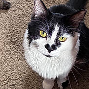 Mercy is registered to the contest to win money with this photo: animal, black_and_white, carpet, cat, close_up, companion, curious, cute, domestic, ears, feline, fur, indoor, looking_up, mammal, pet, portrait, soft, whiskers, yellow_eyes