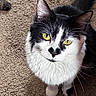 animal, black_and_white, carpet, cat, close_up, companion, curious, cute, domestic, ears, feline, fur, indoor, looking_up, mammal, pet, portrait, soft, whiskers, yellow_eyes