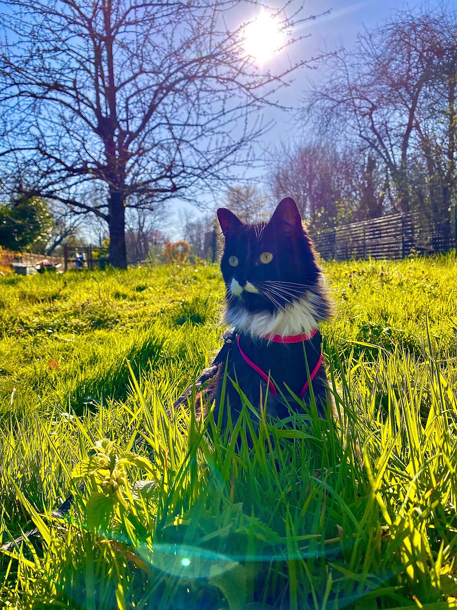 Izumi a rejoint le concours — aidez-le/la à gagner de superbes lots ! carnivore, cat, electric_blue, felidae, flower, grass, grass_family, grassland, groundcover, lawn, meadow, natural_landscape, people_in_nature, plant, sky, small_to_medium_sized_cats, sunlight, tree, whiskers, woody_plant
