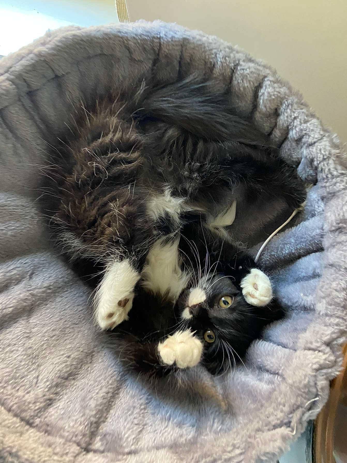 Izumi participe au concours pour gagner de l'argent avec cette photo : basket, carnivore, cat, cat_bed, cat_supply, claw, comfort, felidae, fur, grey, natural_material, paw, small_to_medium_sized_cats, snout, tail, terrestrial_animal, whiskers