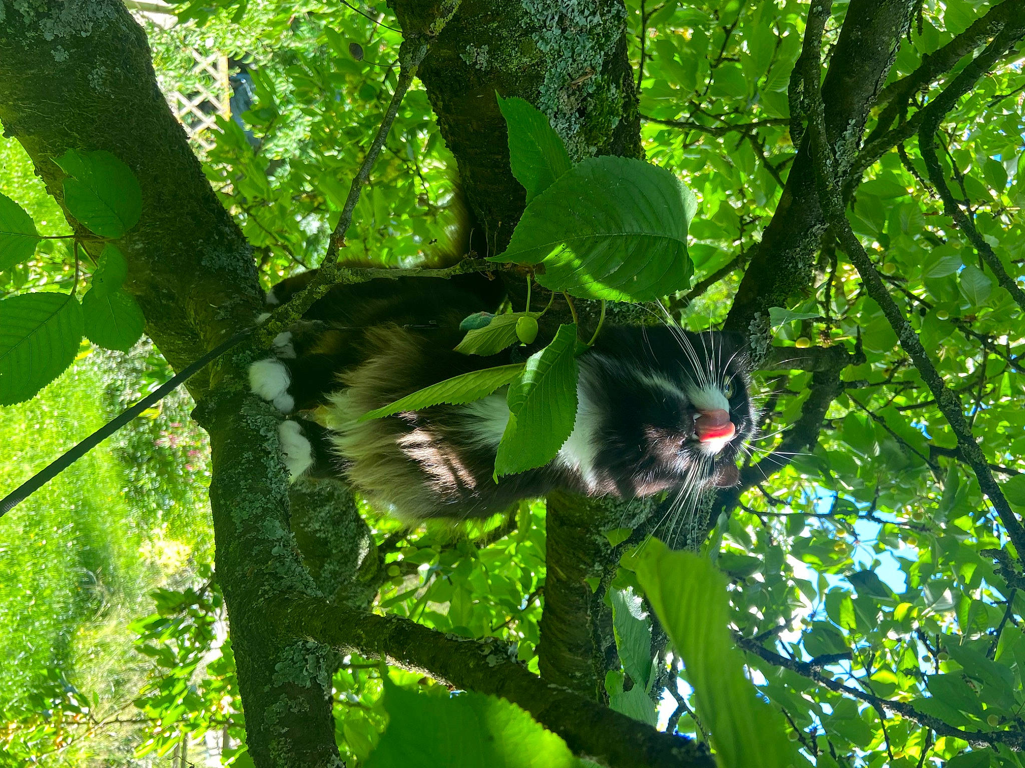 Izumi participe au concours pour gagner de l'argent avec cette photo : beak, bird, feather, forest, grass, jungle, northern_hardwood_forest, plant, plant_stem, rainforest, shade, sunlight, tail, temperate_broadleaf_and_mixed_forest, terrestrial_plant, tree, trunk, twig, vegetation, woodland