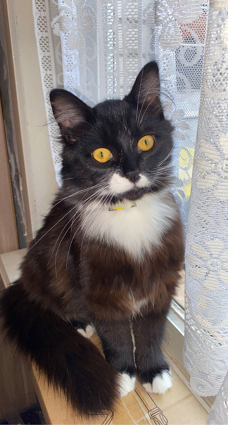 Izumi a rejoint le concours — aidez-le/la à gagner de superbes lots ! black_cat, box, carnivore, cat, claw, domestic_short_haired_cat, eye, felidae, fur, grey, iris, paw, sitting, small_to_medium_sized_cats, snout, tail, terrestrial_animal, whiskers, window