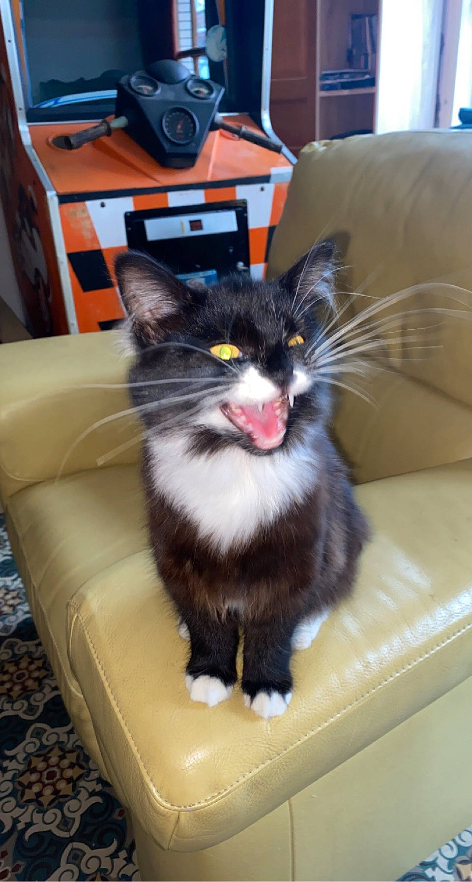 Izumi participe au concours pour gagner de l'argent avec cette photo : box, carnivore, cat, claw, couch, domestic_short_haired_cat, felidae, fur, living_room, paw, small_to_medium_sized_cats, tail, whiskers, window