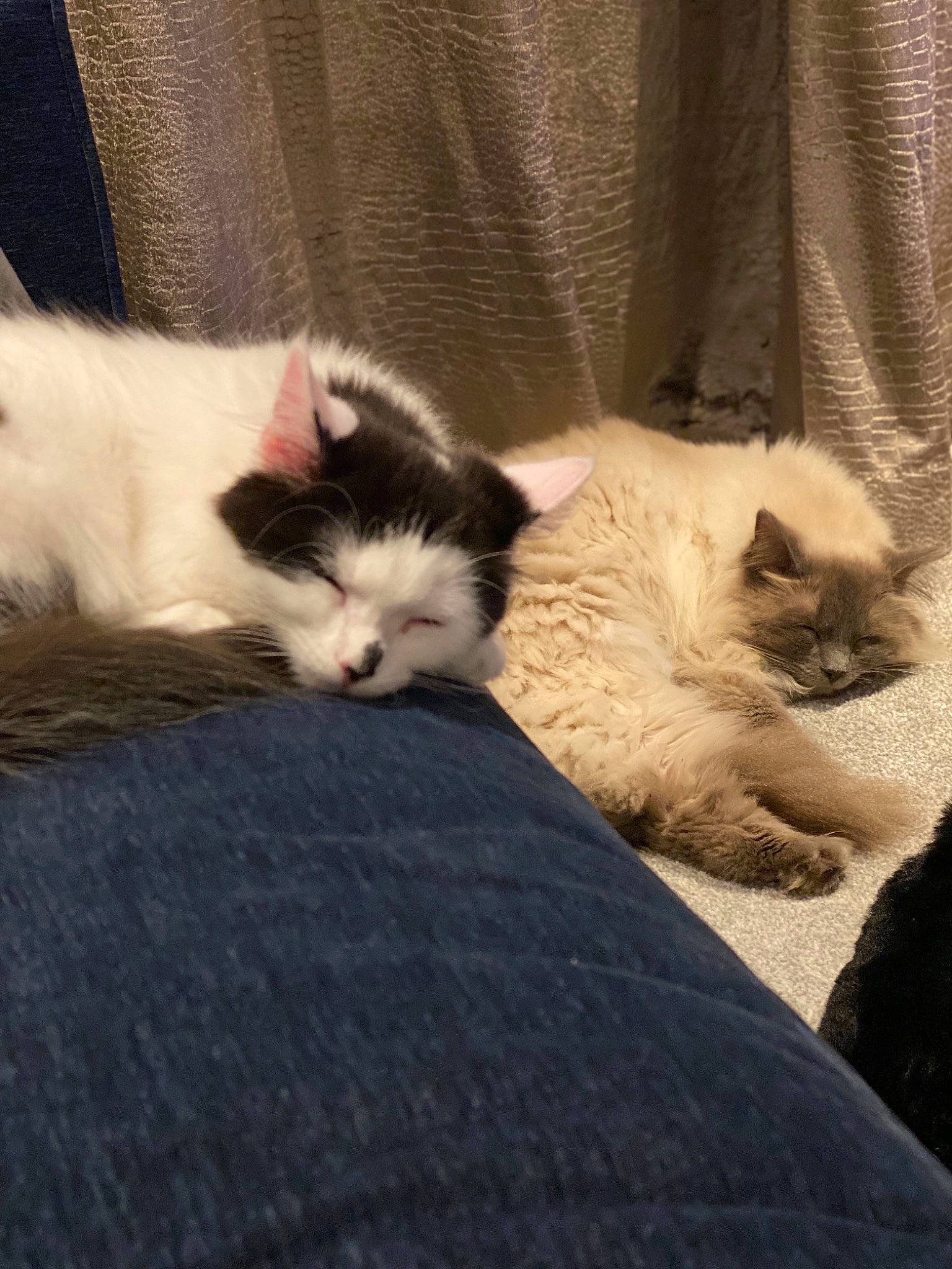 Caspian is registered to the contest to win money with this photo: carnivore, cat, claw, comfort, domestic_short_haired_cat, fawn, felidae, flooring, fur, grey, hardwood, mammal, nap, paw, small_to_medium_sized_cats, snout, tail, vertebrate, whiskers, wood