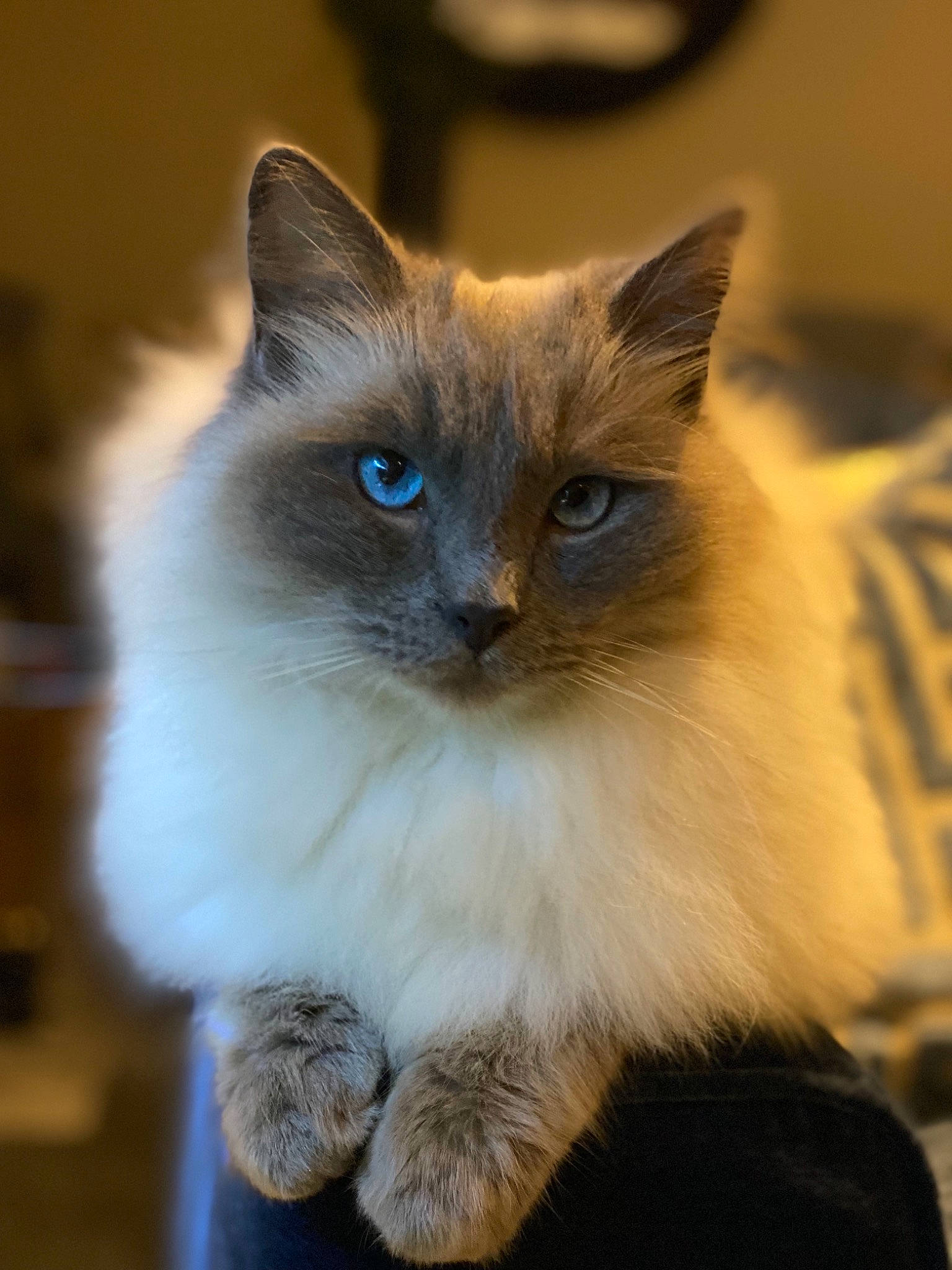 Caspian joined the competition — help win amazing prizes! balinese, birman, carnivore, cat, electric_blue, eye, fawn, felidae, fur, head, iris, ragdoll, siamese, small_to_medium_sized_cats, snout, terrestrial_animal, thai, tonkinese, whiskers, window