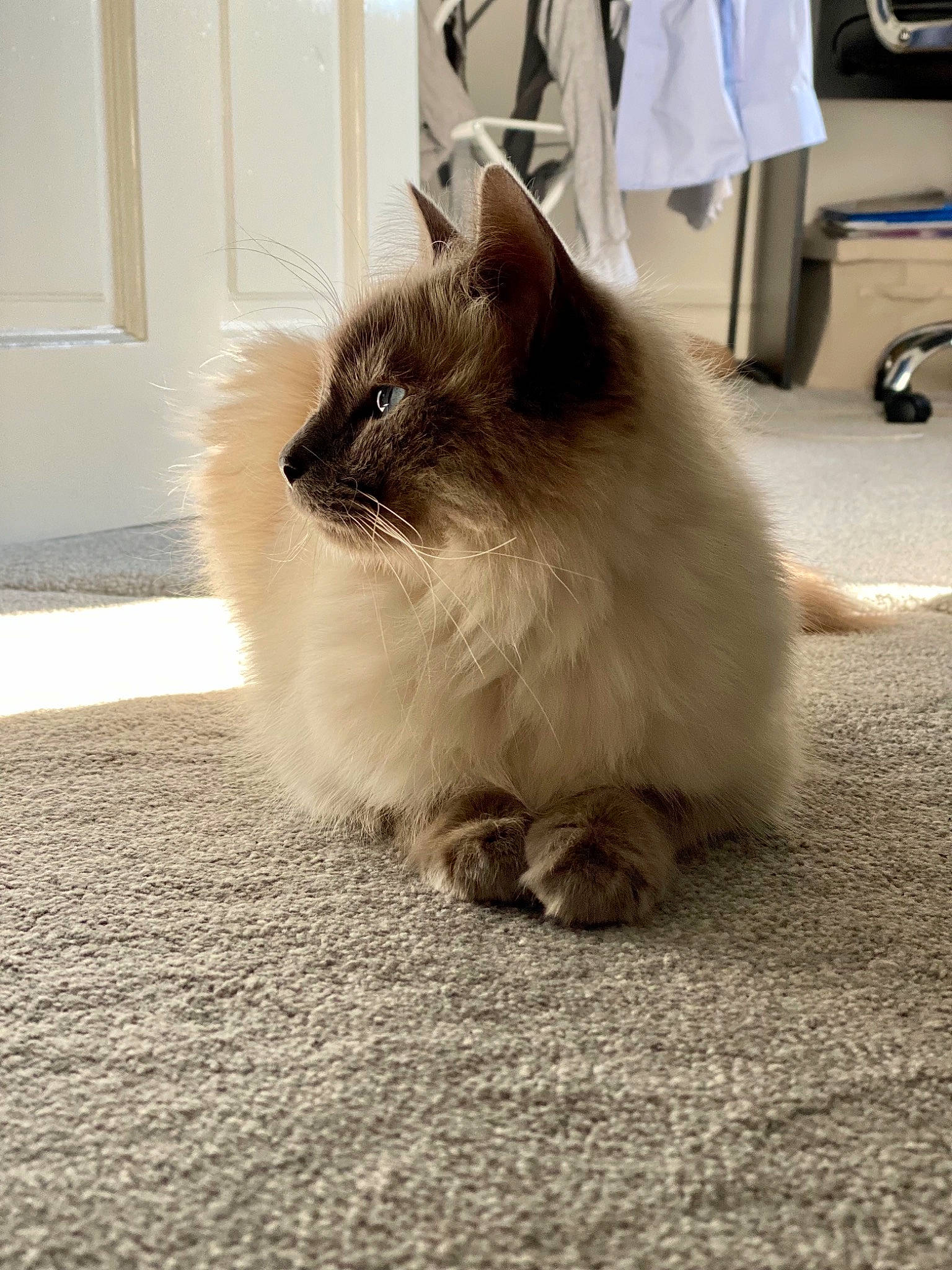 Caspian joined the competition — help win amazing prizes! balinese, birman, carnivore, cat, door, fawn, felidae, floor, flooring, fur, grey, hardwood, ragdoll, road_surface, siamese, small_to_medium_sized_cats, snout, tail, thai, whiskers
