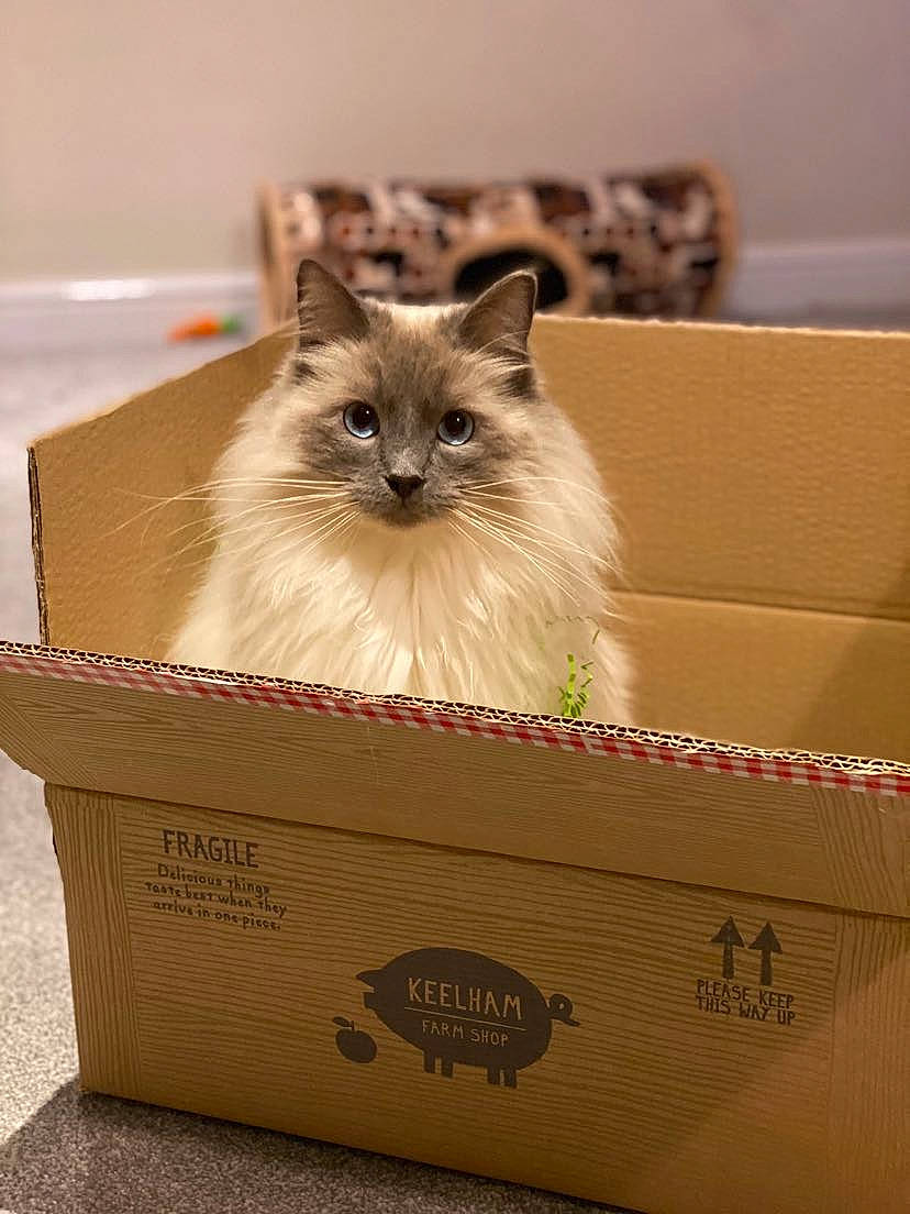 Caspian joined the competition — help win amazing prizes! bag, birman, box, cardboard, carnivore, carton, cat, event, fashion_accessory, fawn, felidae, packaging_and_labeling, packing_materials, pet_supply, ragdoll, rectangle, shipping_box, siamese, small_to_medium_sized_cats, whiskers