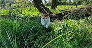 Umi participe au concours pour gagner de l'argent avec cette photo : cat, calico, leaping, grass, greenery, trees, forest, sunlight, outdoor, nature, animal, wildlife, daylight, sky, calm, focus, motion, mammal, feline, field
