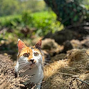 Umi a rejoint le concours — aidez-le/la à gagner de superbes lots ! cat, calico_cat, animal, outdoor, nature, greenery, sunlight, dry_foliage, tree, eyes, whiskers, curious, alert, closeup, mammal, pet, wildlife, fur, head, portrait