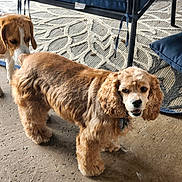 Kloey is registered to the contest to win money with this photo: dog, cocker_spaniel, beagle, two_dogs, brown_fur, floppy_ears, collar, tag, porch, rug, patio, furniture, chair_leg, cushion, concrete_floor, looking_at_camera, sniffing, paws, domestic_pet, friendly