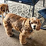 dog, cocker_spaniel, beagle, two_dogs, brown_fur, floppy_ears, collar, tag, porch, rug, patio, furniture, chair_leg, cushion, concrete_floor, looking_at_camera, sniffing, paws, domestic_pet, friendly