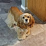 Kloey is registered to the contest to win money with this photo: dog, cocker_spaniel, pet, indoor, tile_floor, wood_panel, floppy_ears, long_fur, paws, brown_fur, beige, cute, portrait, looking_at_camera, domestic, companion, floor, gaze, home_interior, well_groomed
