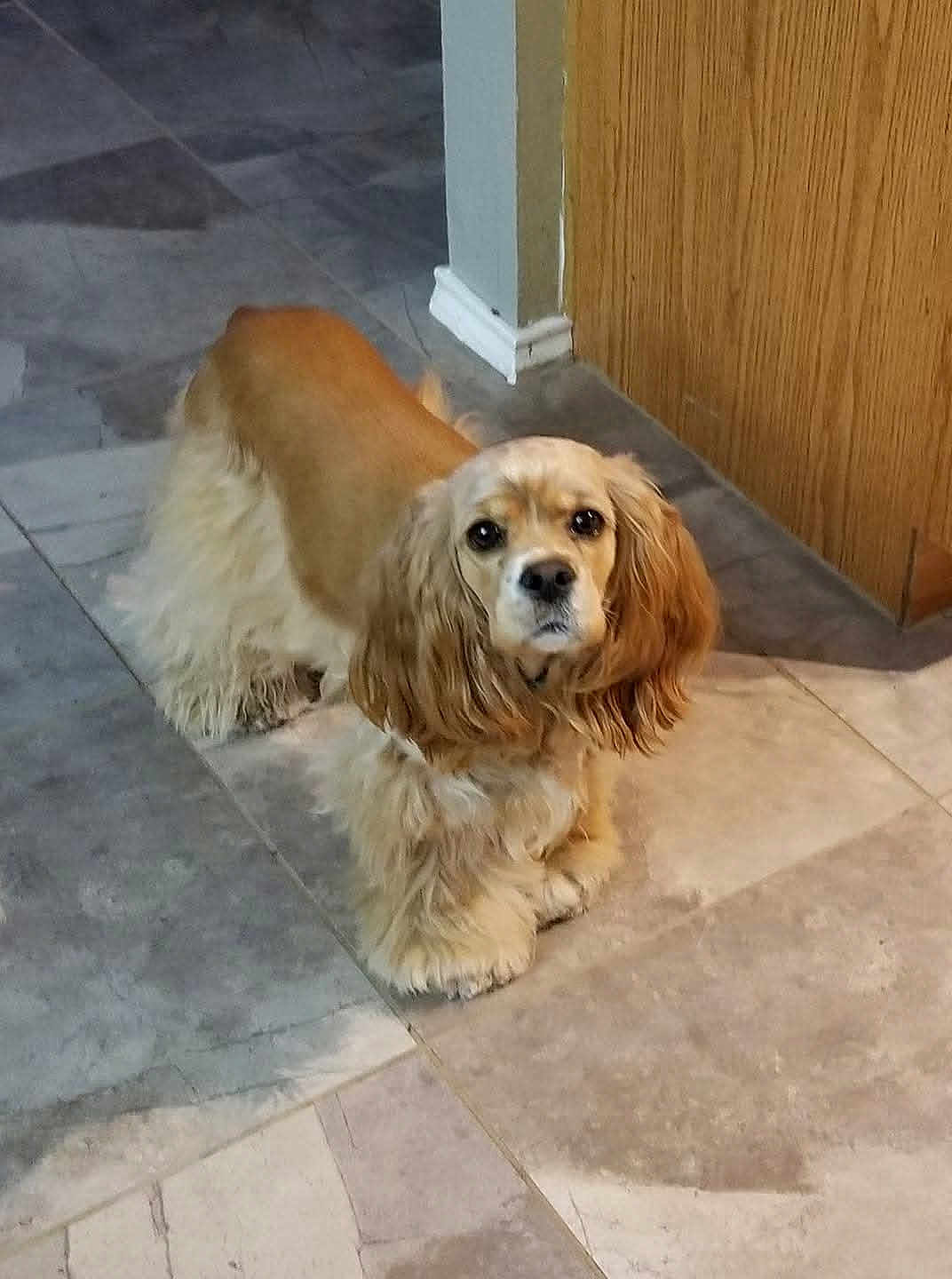 Kloey is registered to the contest to win money with this photo: dog, cocker_spaniel, pet, indoor, tile_floor, wood_panel, floppy_ears, long_fur, paws, brown_fur, beige, cute, portrait, looking_at_camera, domestic, companion, floor, gaze, home_interior, well_groomed