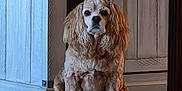 Kloey is registered to the contest to win money with this photo: dog, cocker_spaniel, pet, indoor, tile_floor, wood_cabinet, sitting, brown_fur, long_ears, paws, face, eyes, portrait, home_interior, floor, gaze, still_life, calm, companion, medium_sized_dog